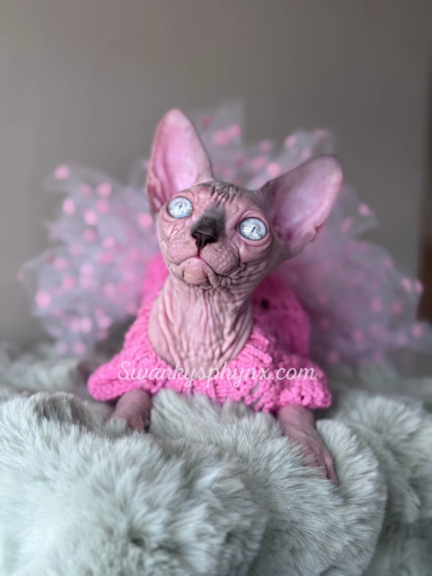Beautiful Sphynx kittens from Swanky Sphynx cattery in Guttenberg, NJ