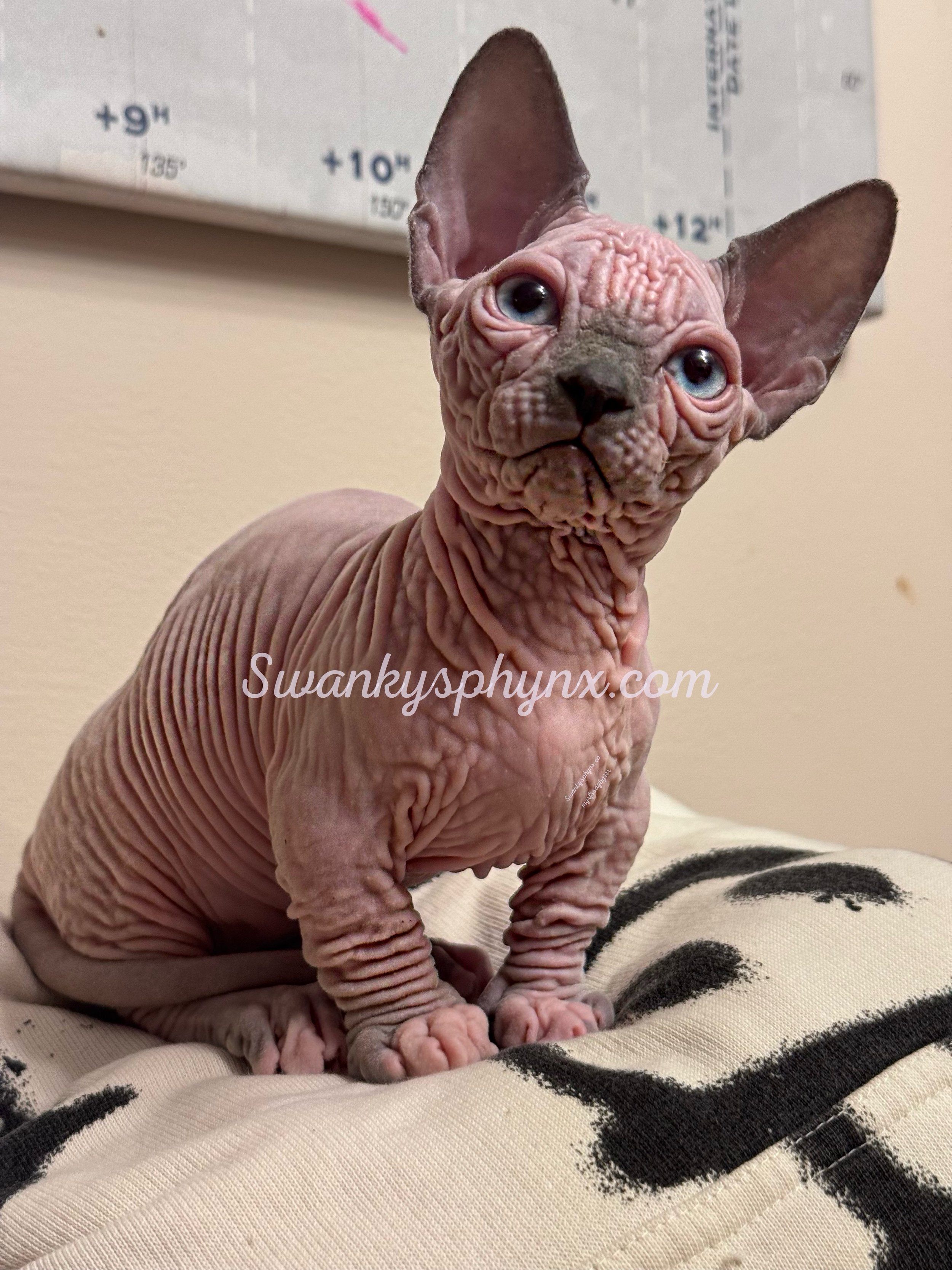 Blue Bi-Color Point Girl