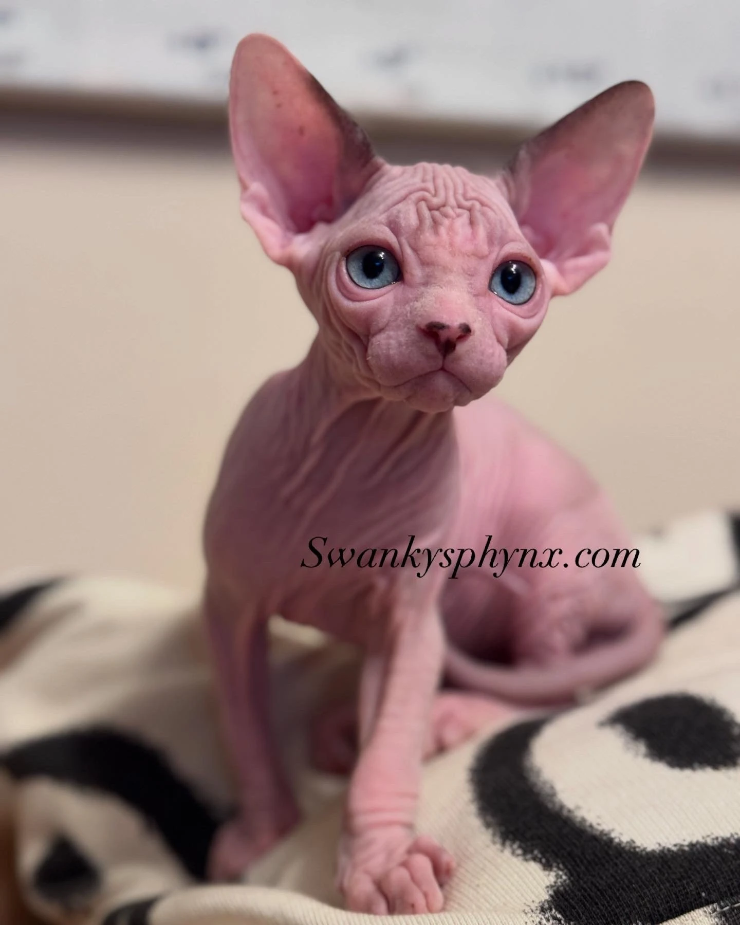 Swanky Sphynx Cat