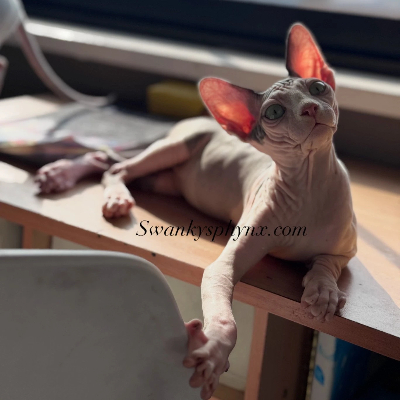 Swanky Sphynx Cat
