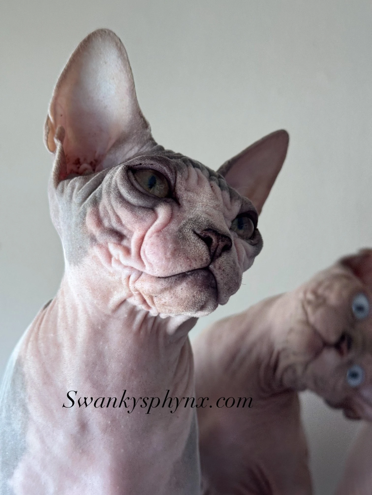 Swanky Sphynx Cat