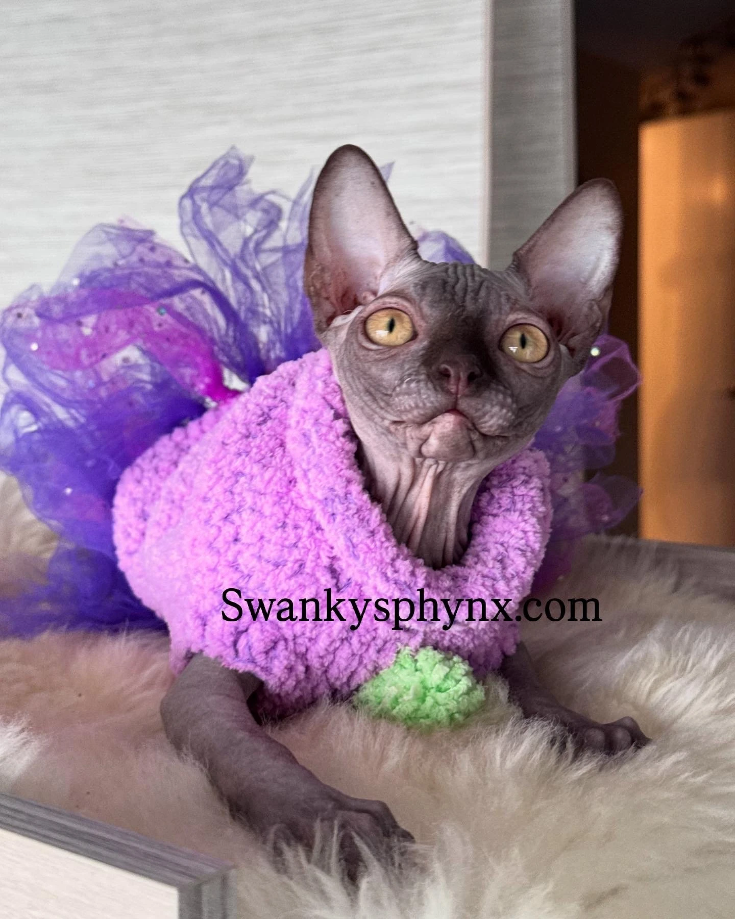 Swanky Sphynx Cat