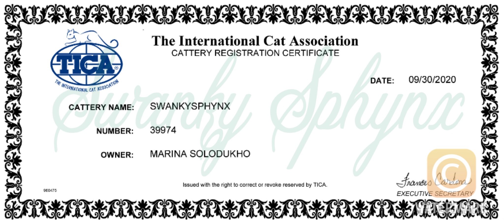 Sphynx kitten from Swanky Sphynx
