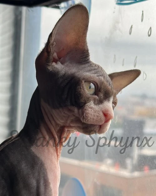 Healthy Sphynx cat