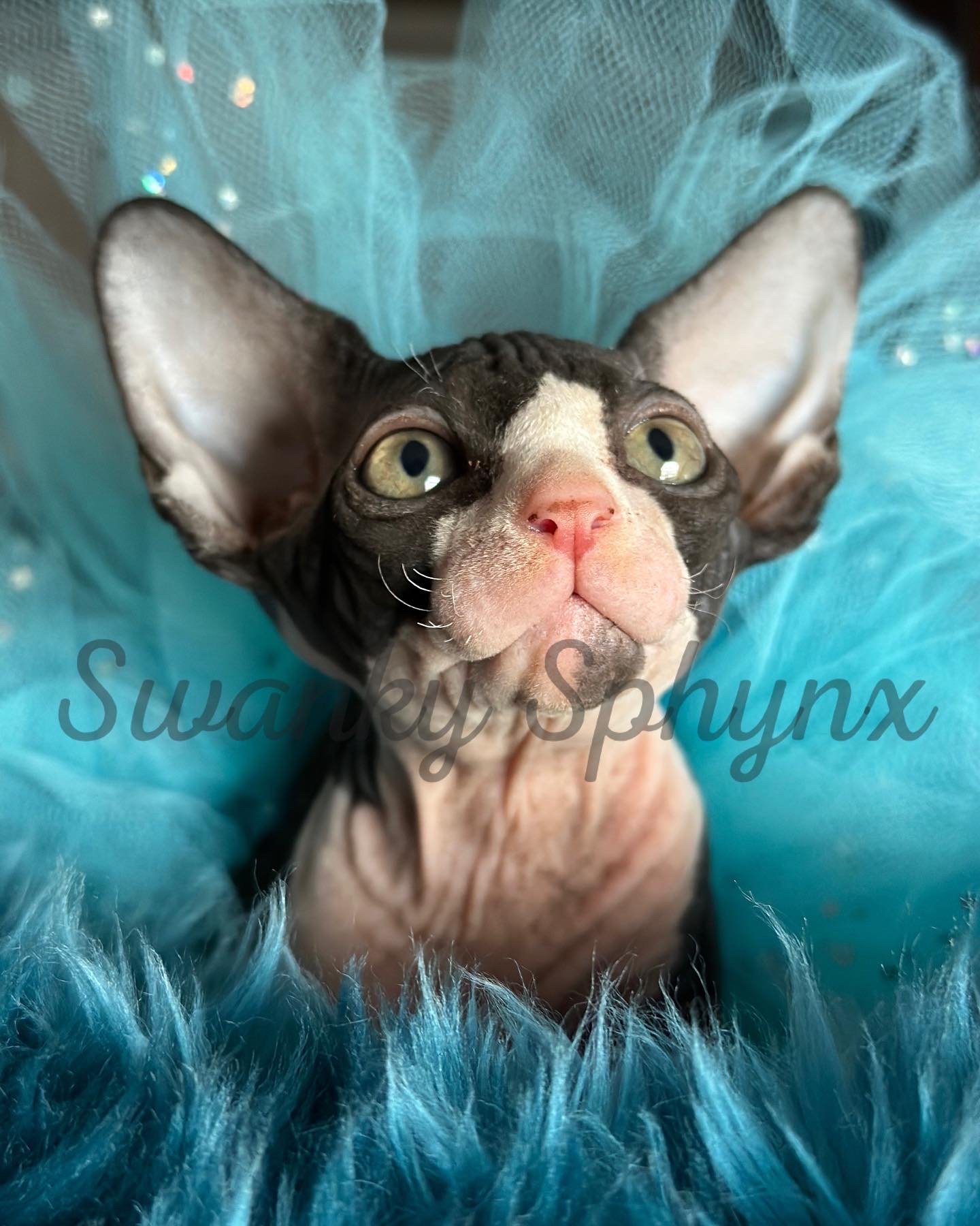 Sphynx cat being groomed