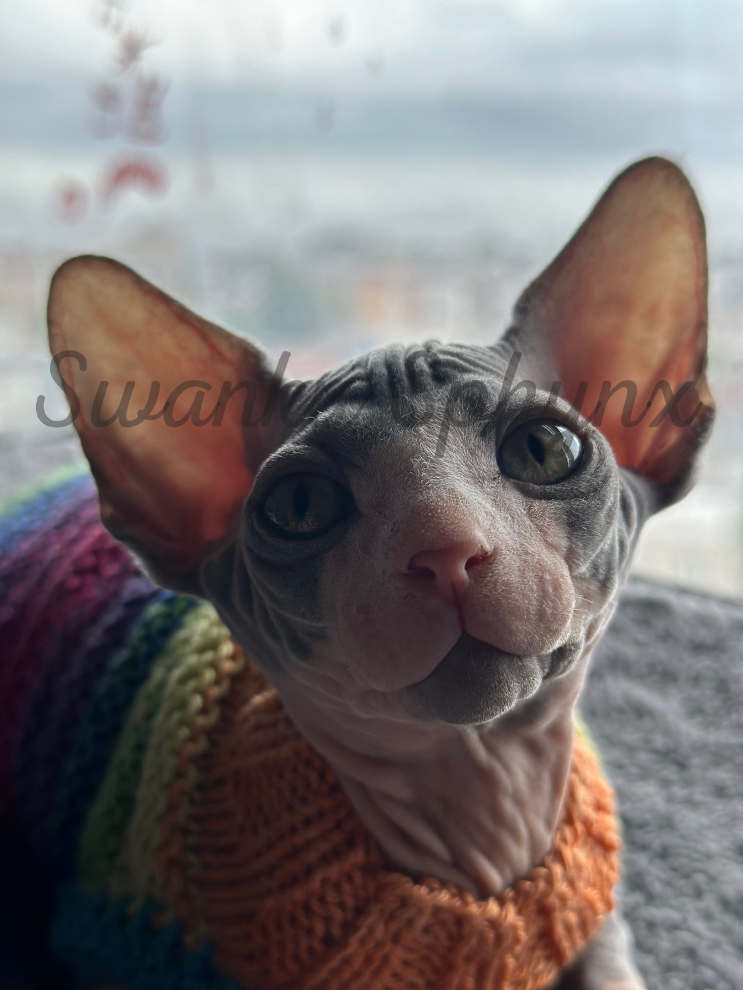 Playful Sphynx cat