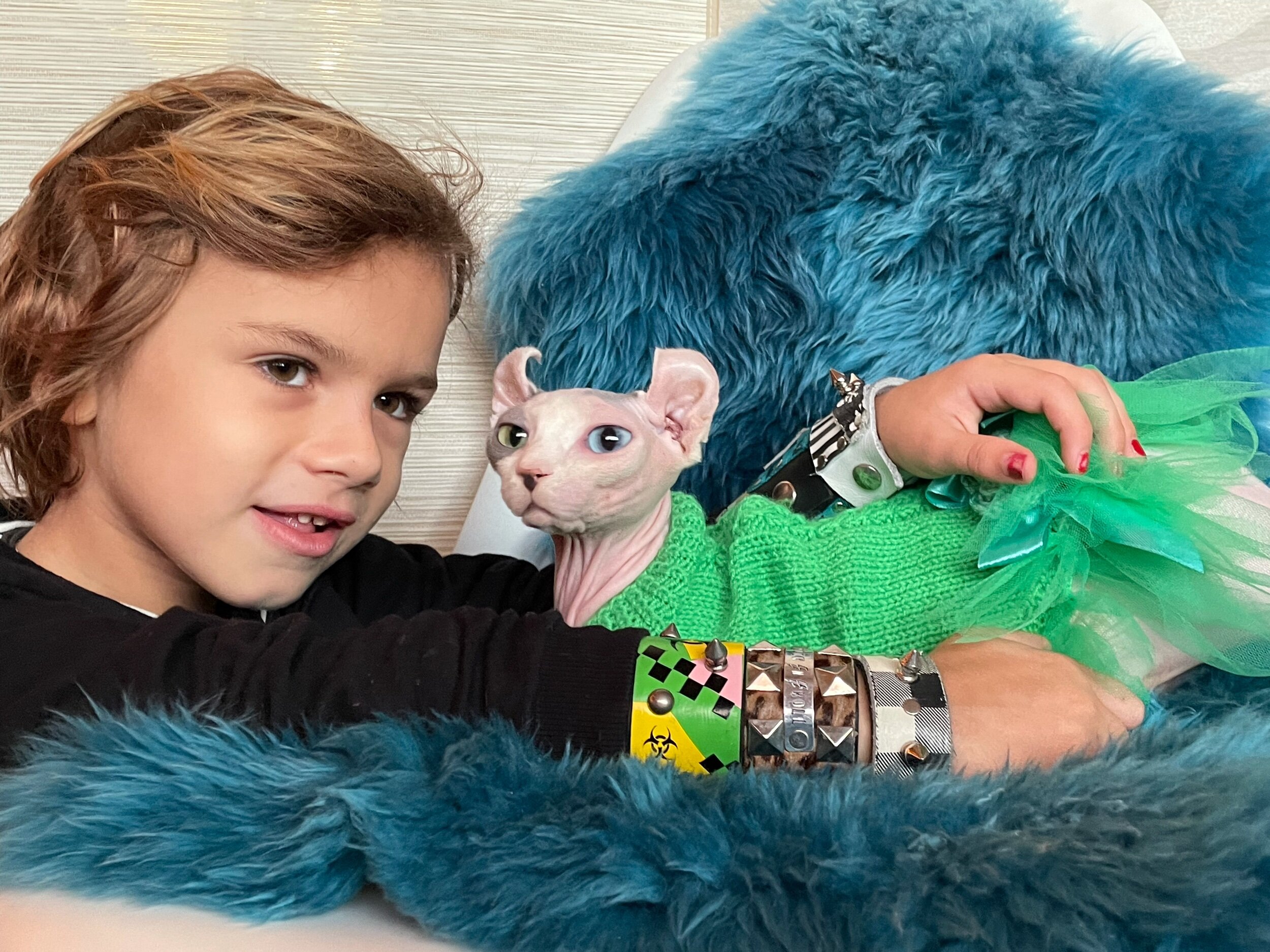 Sphynx cat at Swanky Sphynx