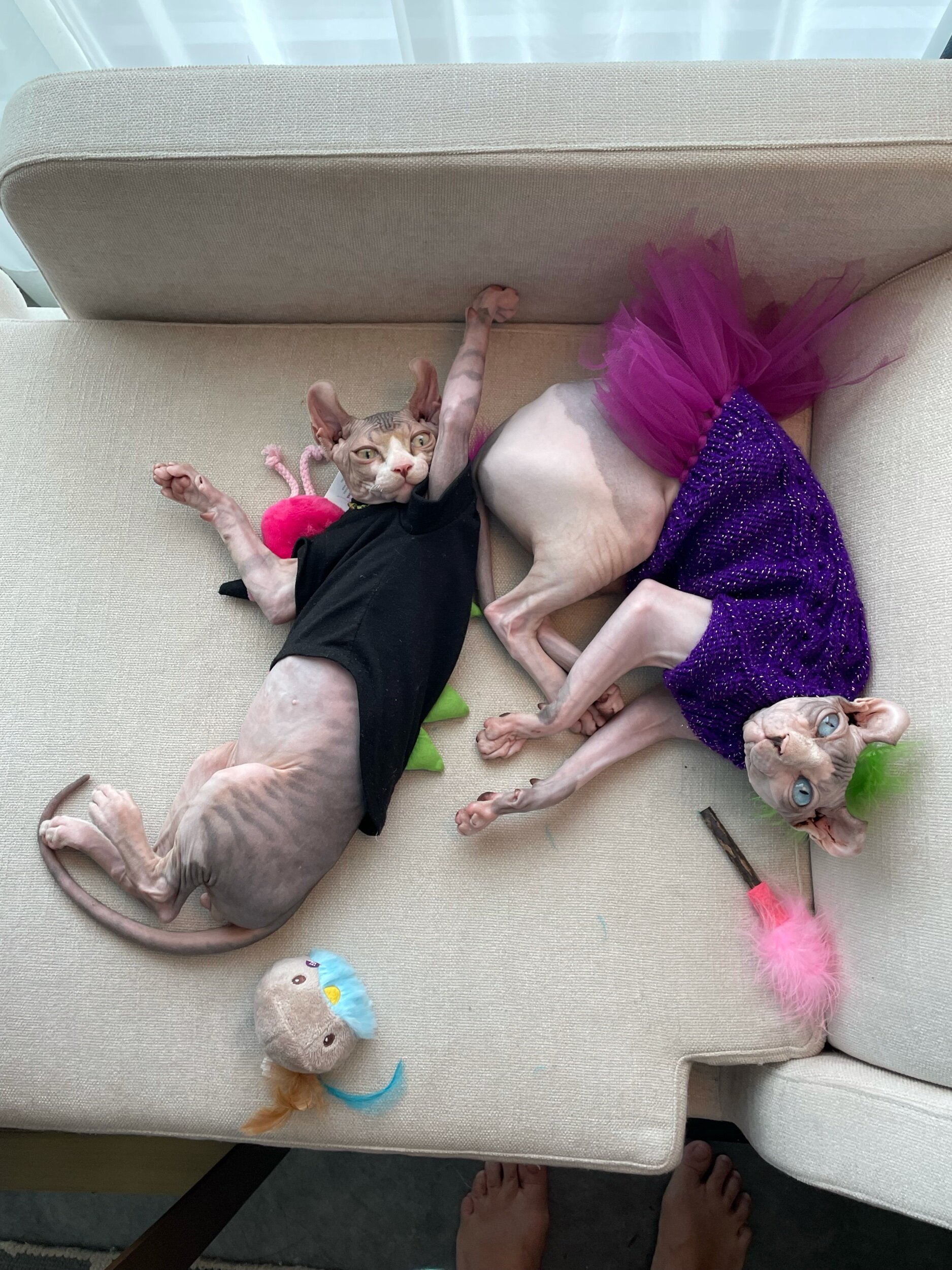 Sphynx cat at Swanky Sphynx