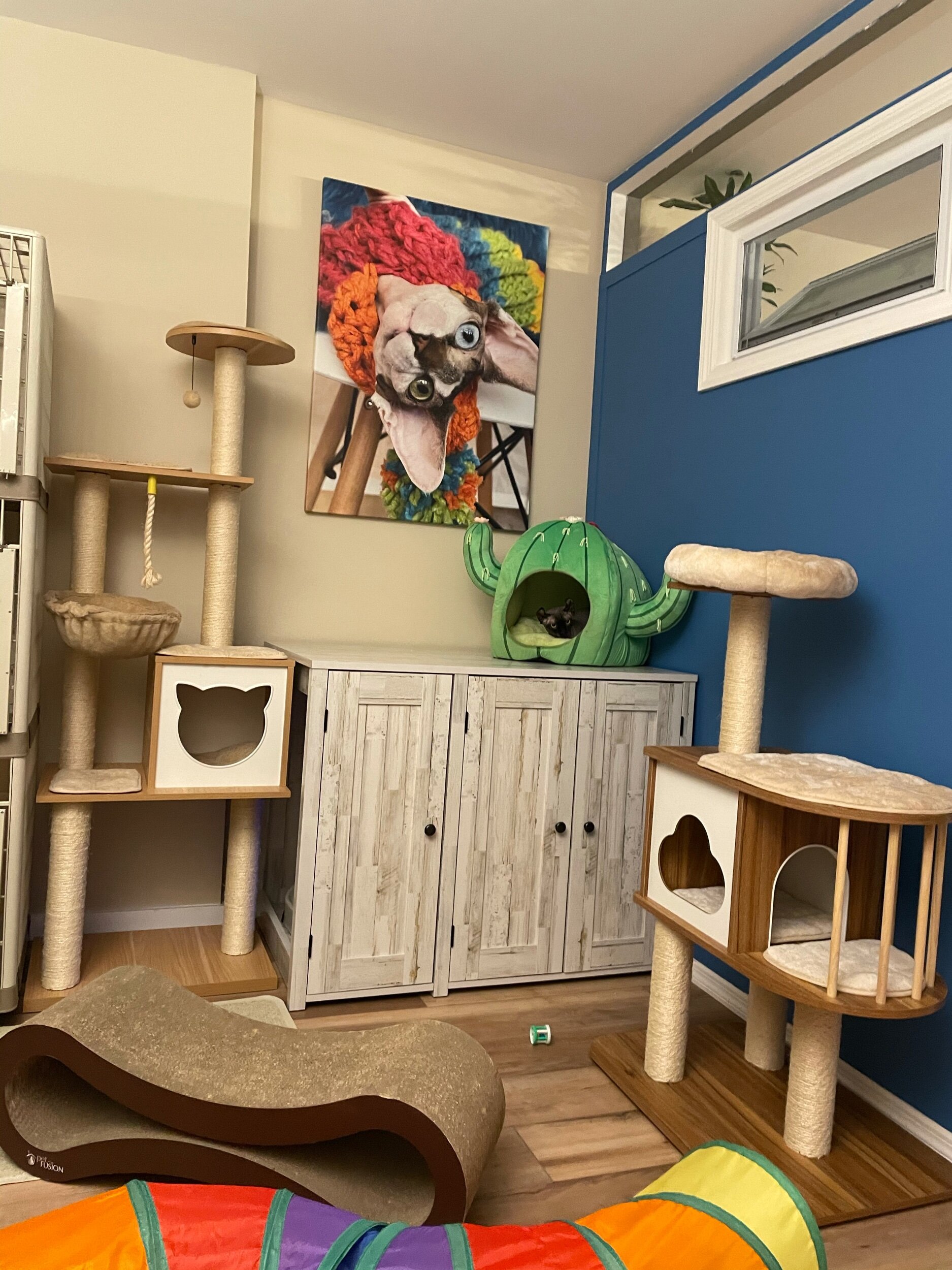 Sphynx cat at Swanky Sphynx