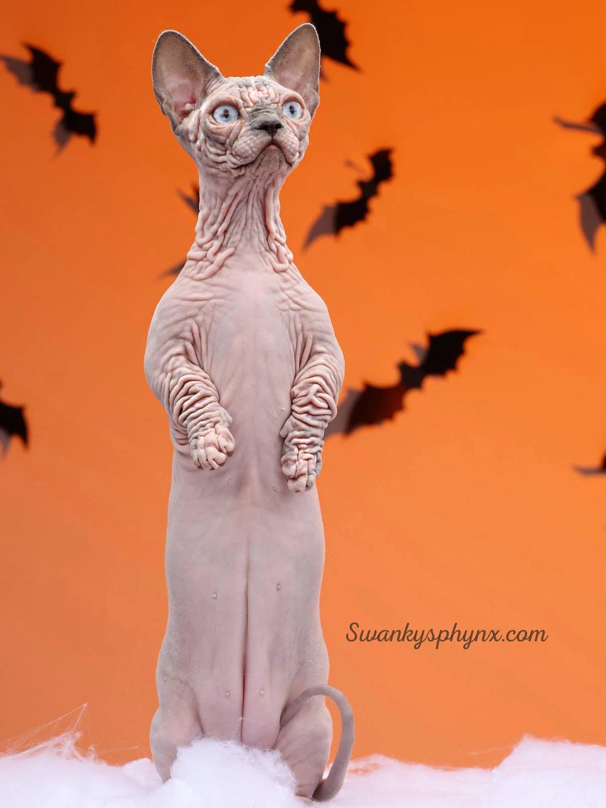 Swanky Sphynx Cat