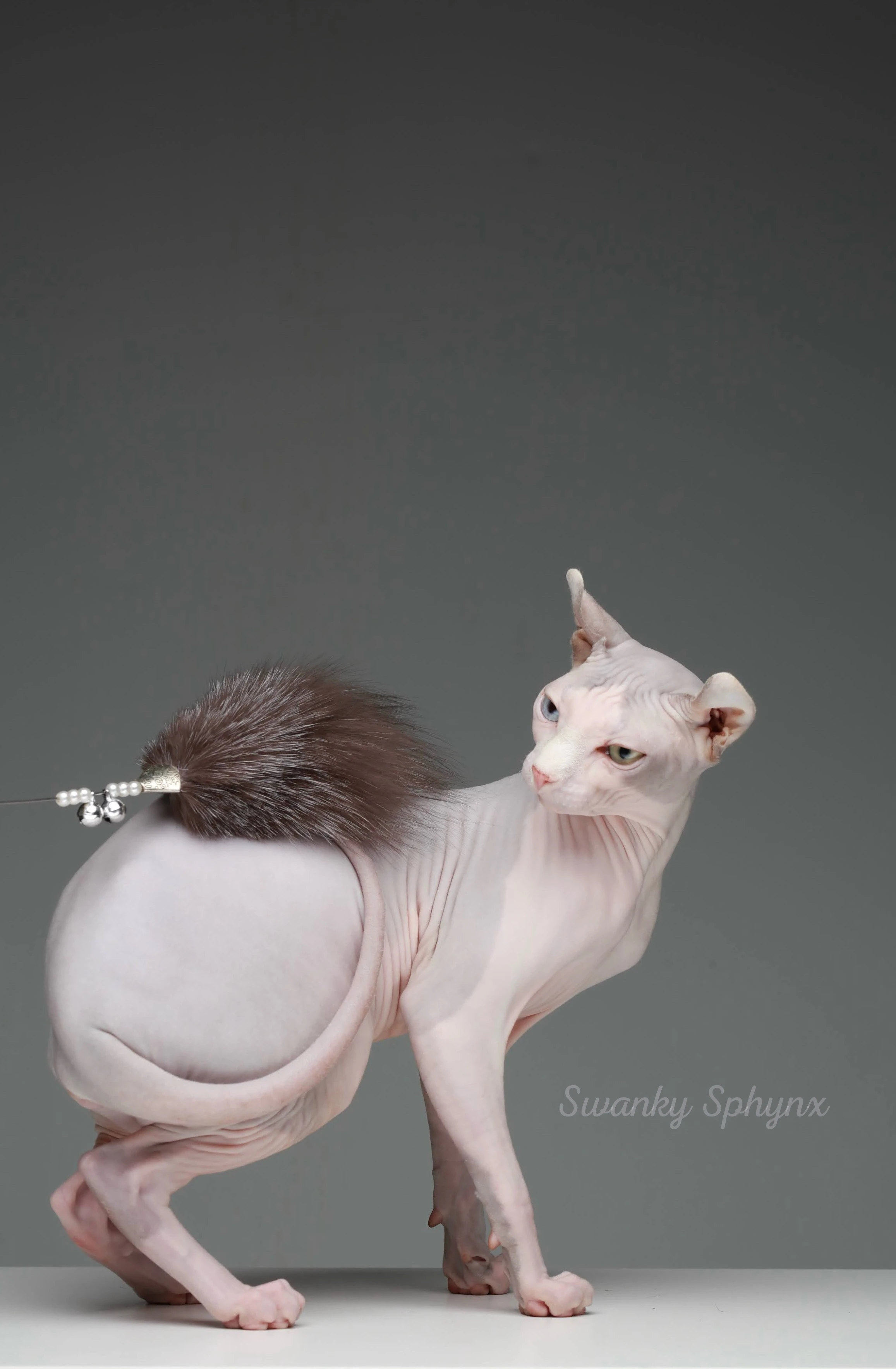 Swanky Sphynx Cat