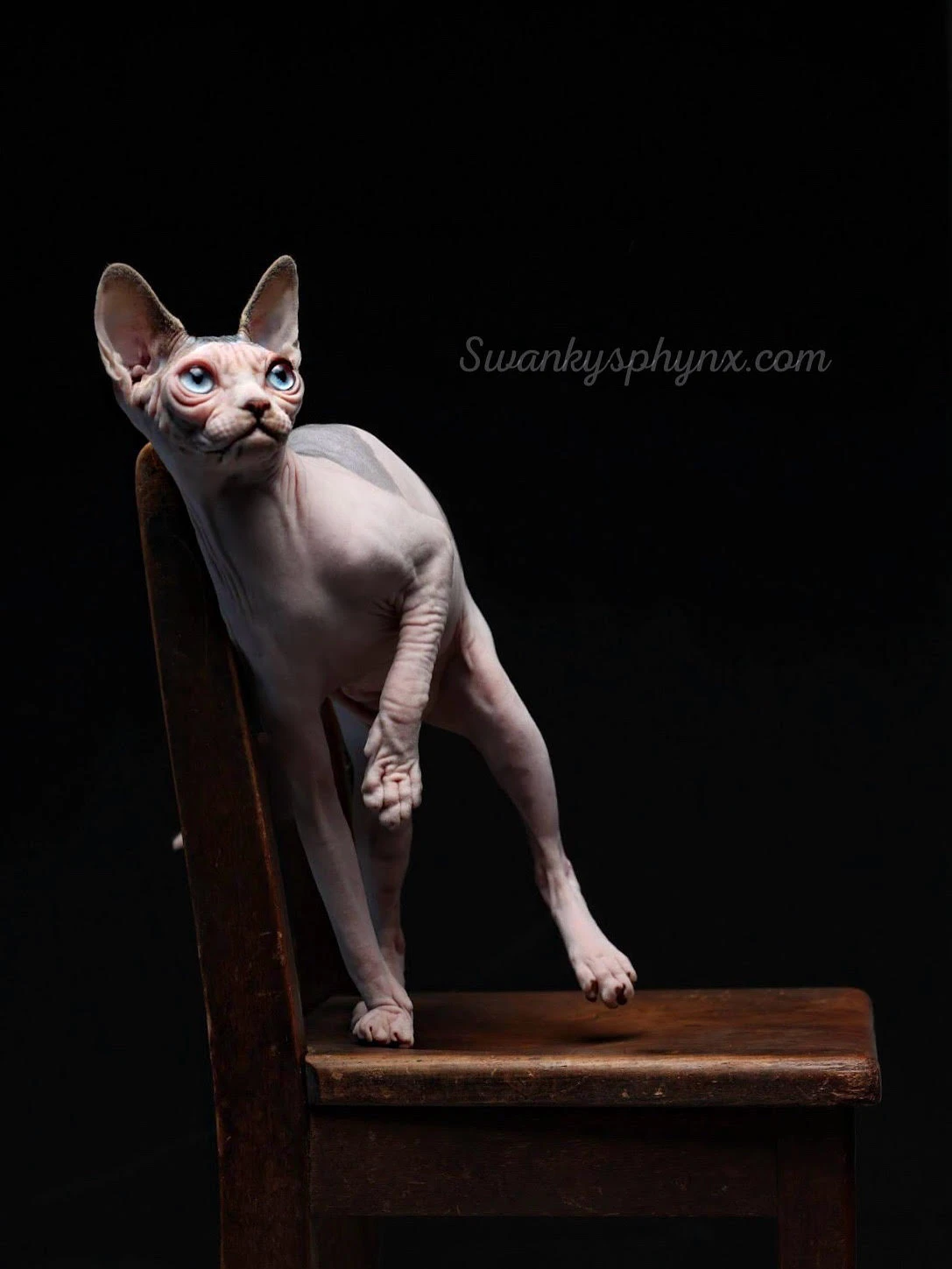 Swanky Sphynx Cat