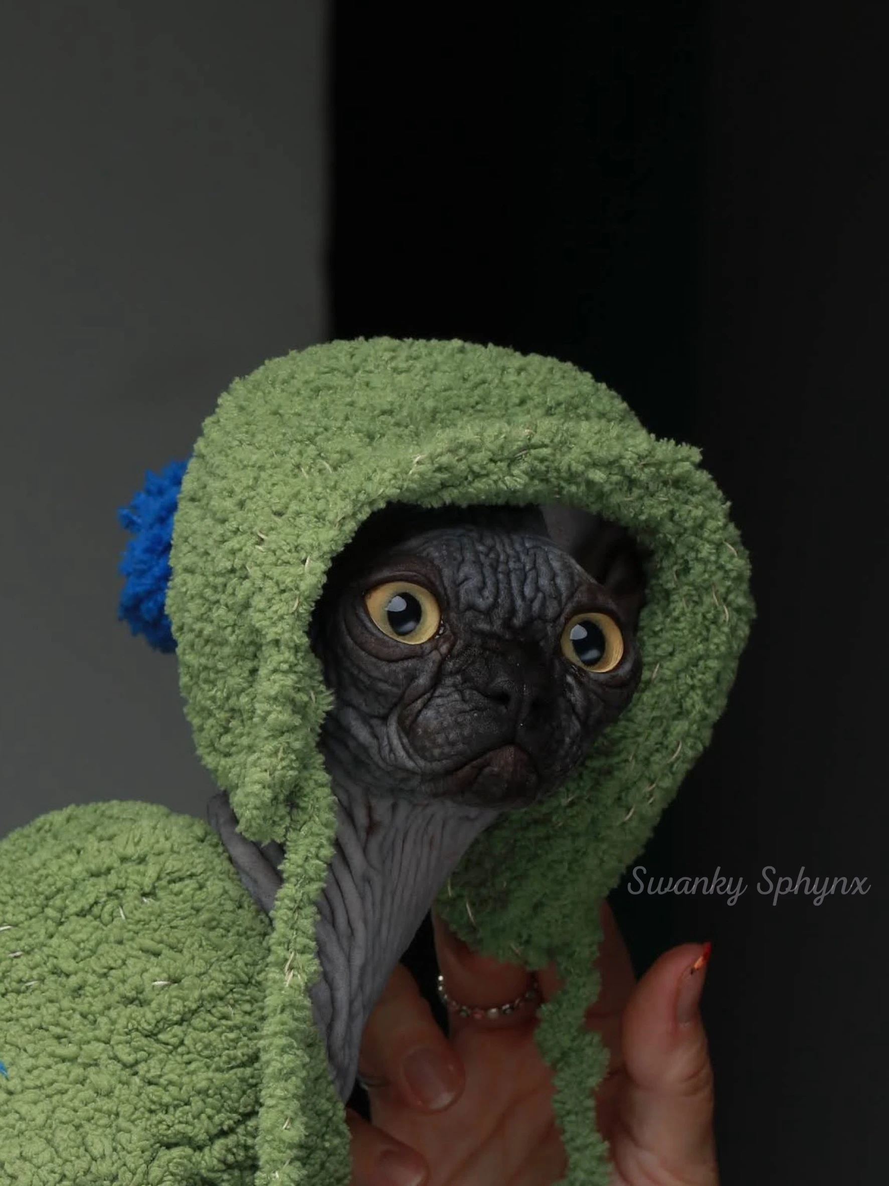 Swanky Sphynx Cat
