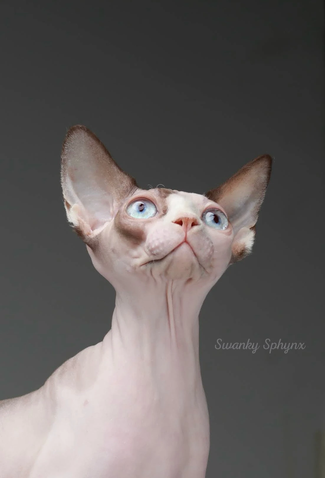 Swanky Sphynx Cat