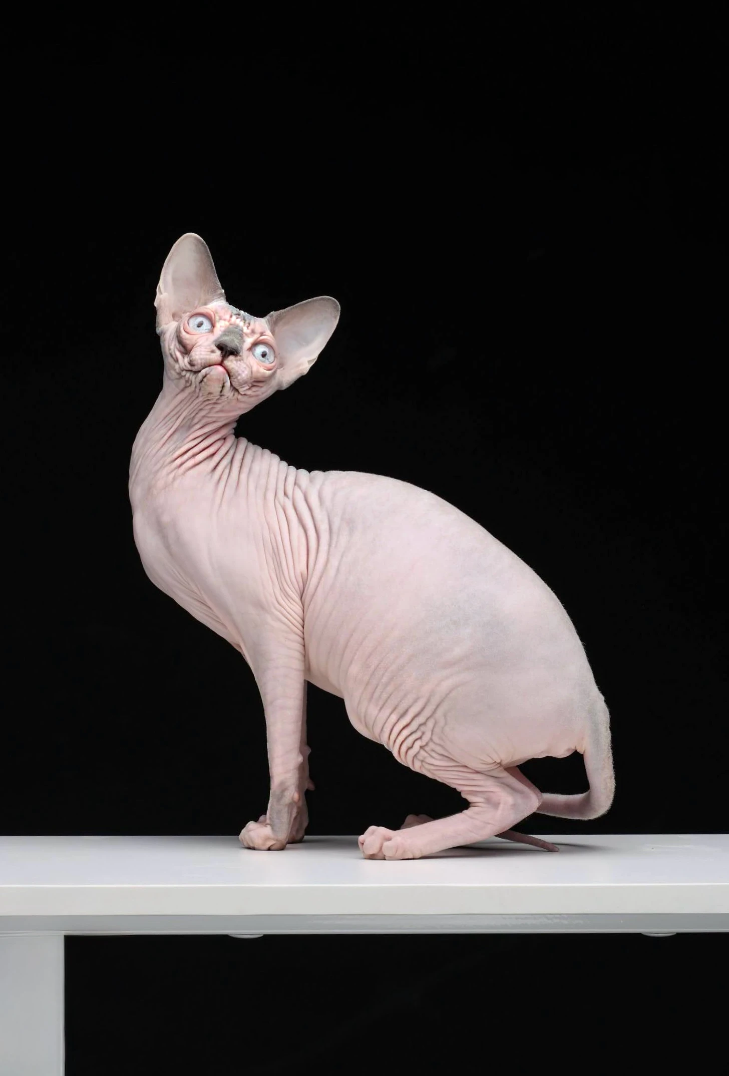 Swanky Sphynx Cat
