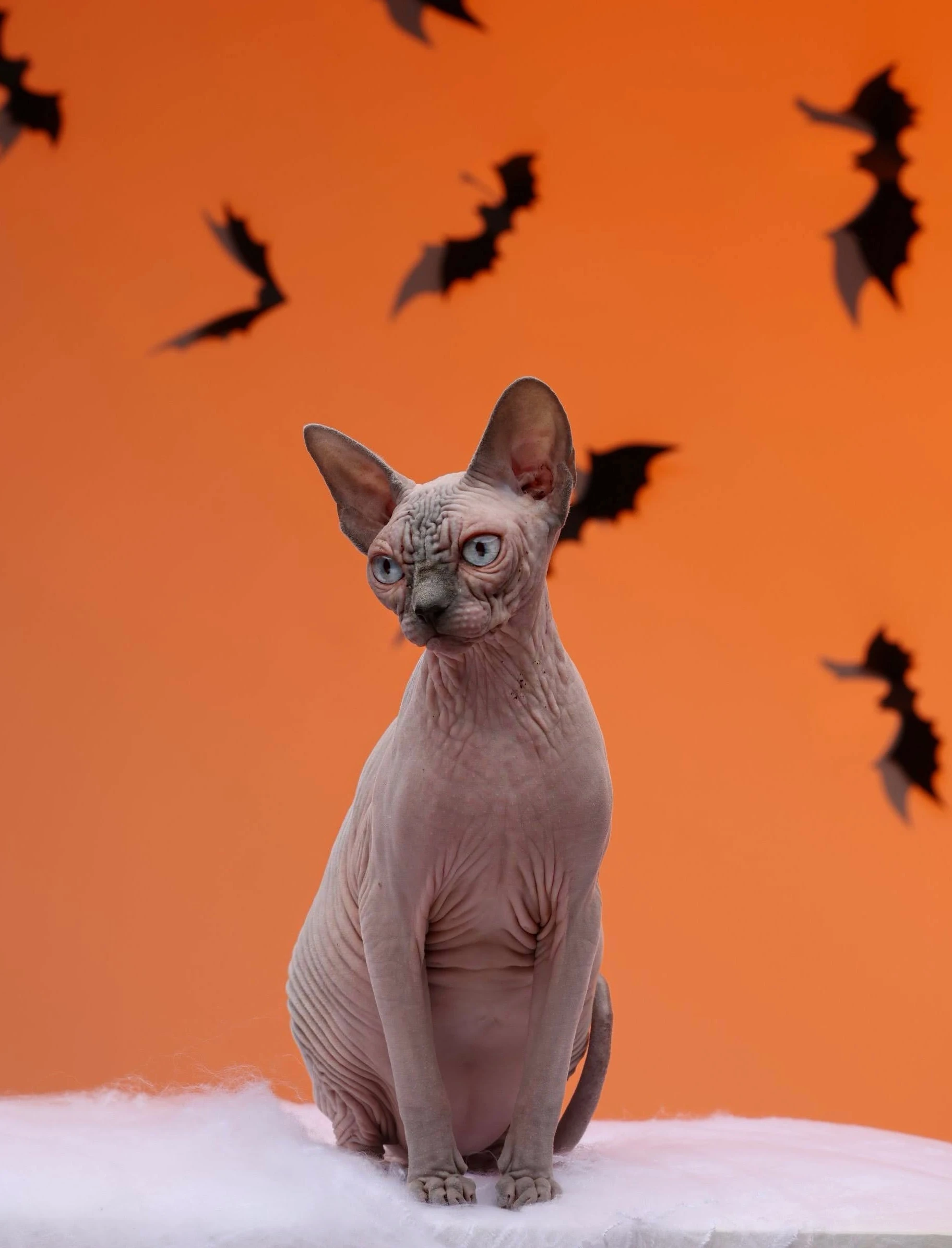 Swanky Sphynx Cat
