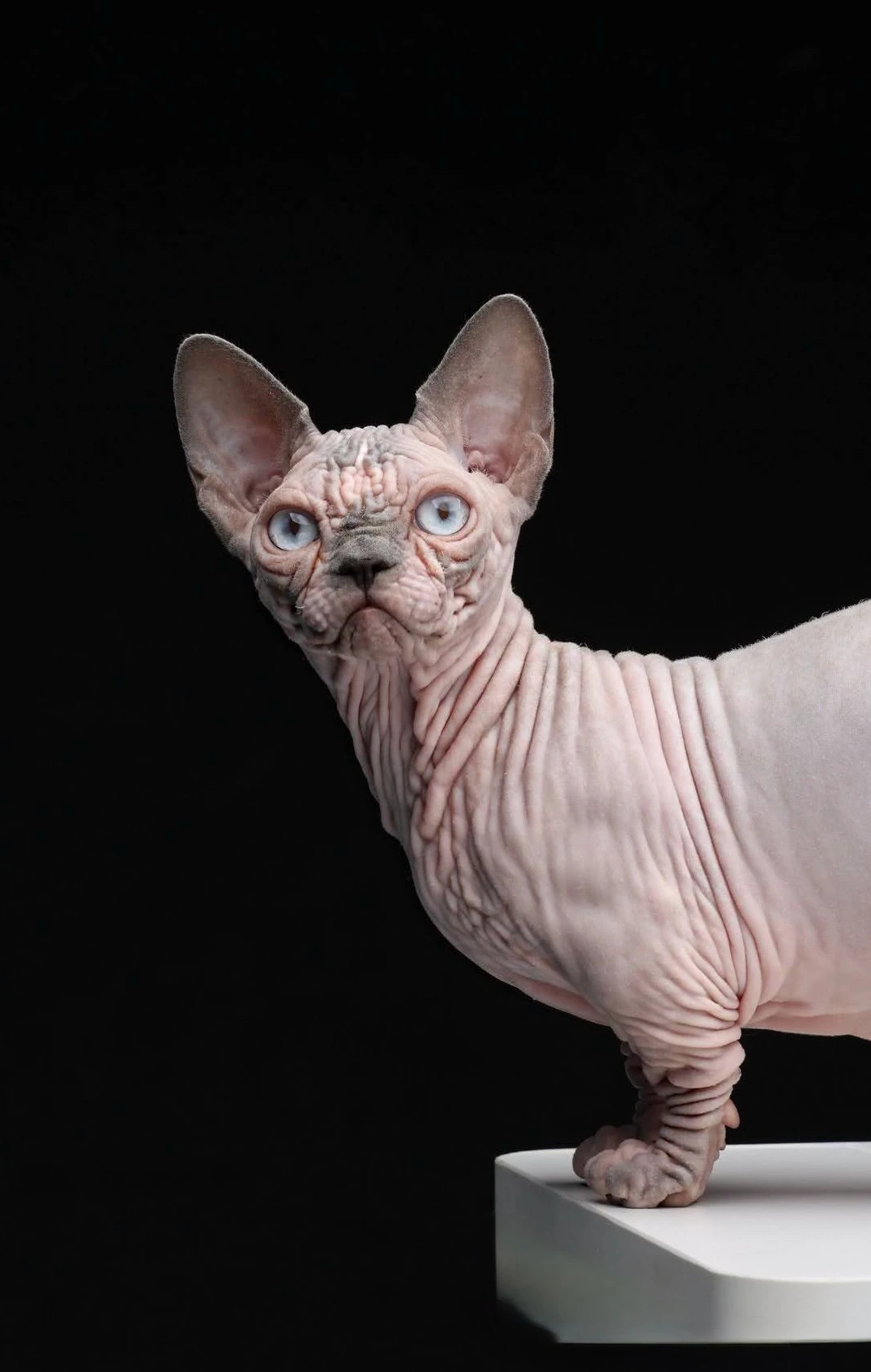 Swanky Sphynx Cat