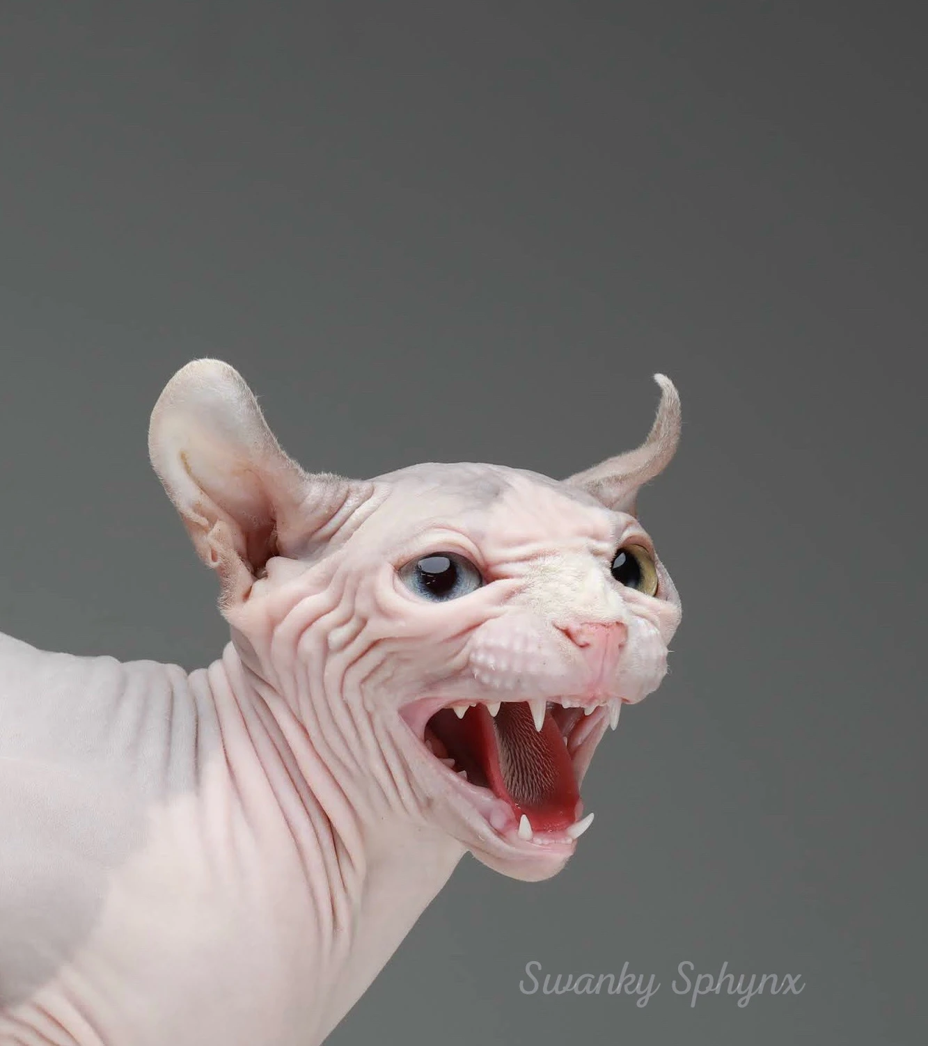 Swanky Sphynx Cat