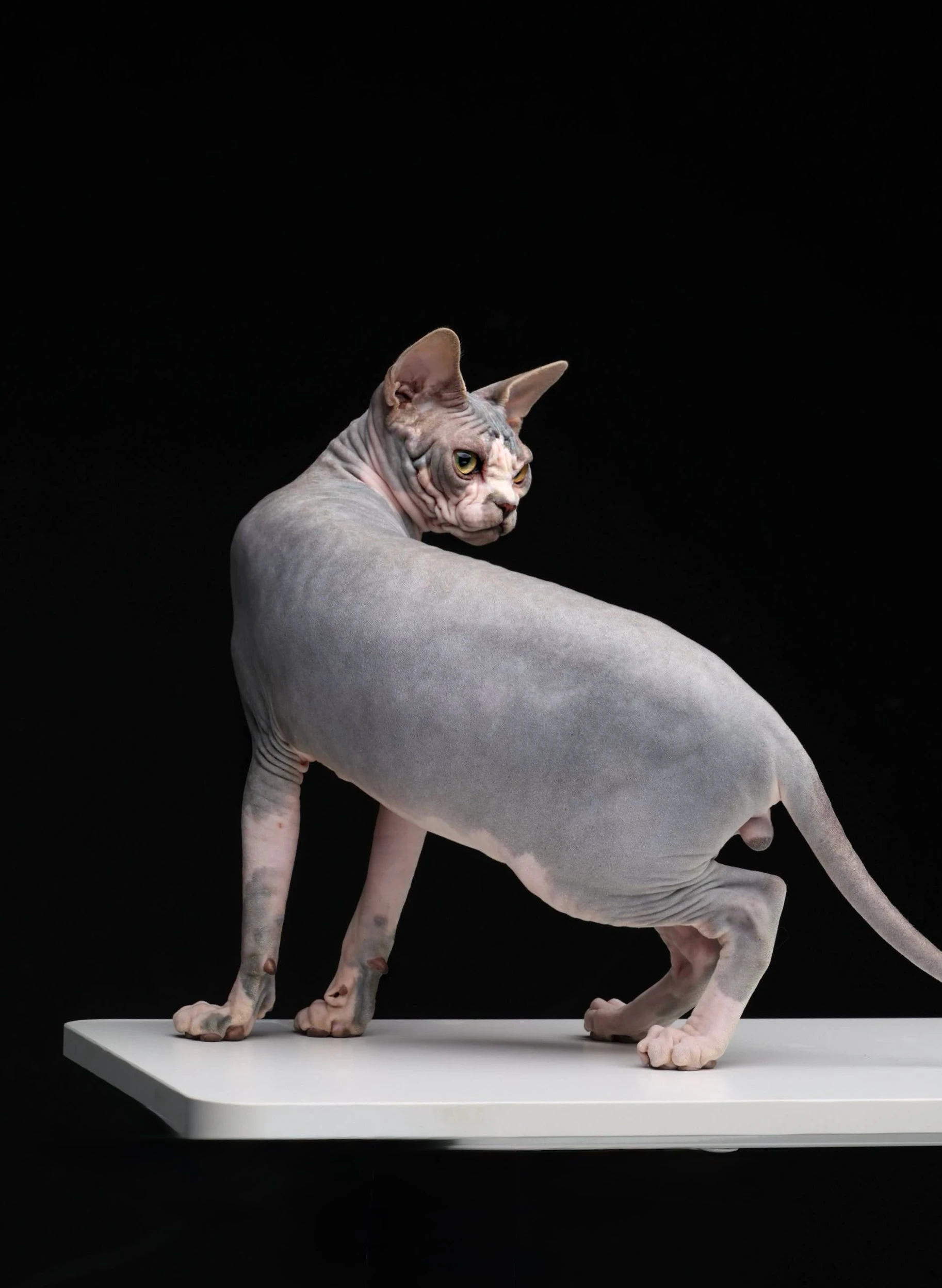 Swanky Sphynx Cat