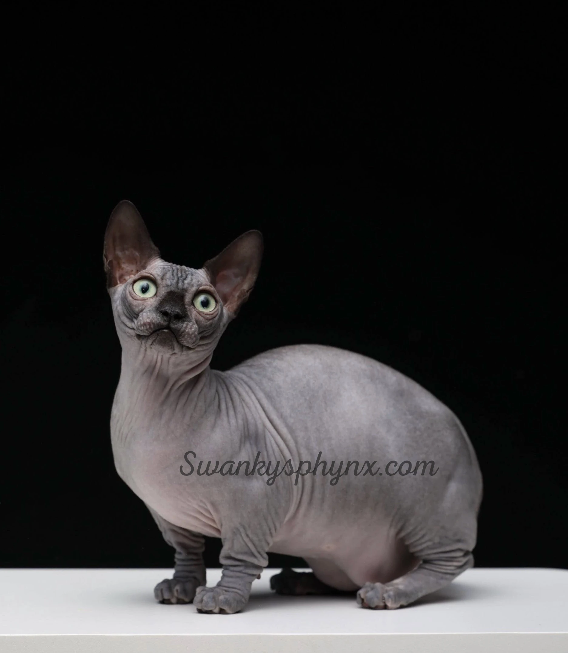 Solid Black Bambino Sphynx kitten for sale - Boy - TICA registered with health guarantee