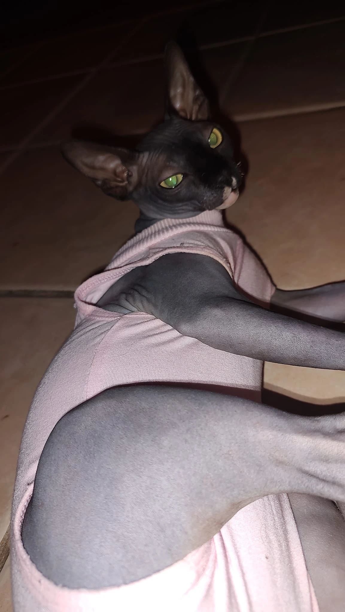 Cara S.'s Sphynx cat