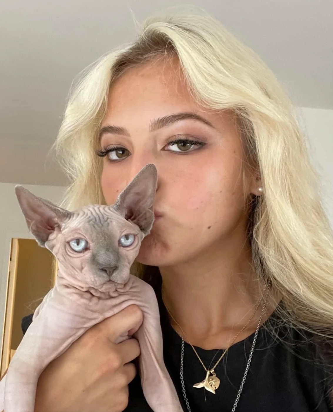 Danielle B.'s Sphynx cat