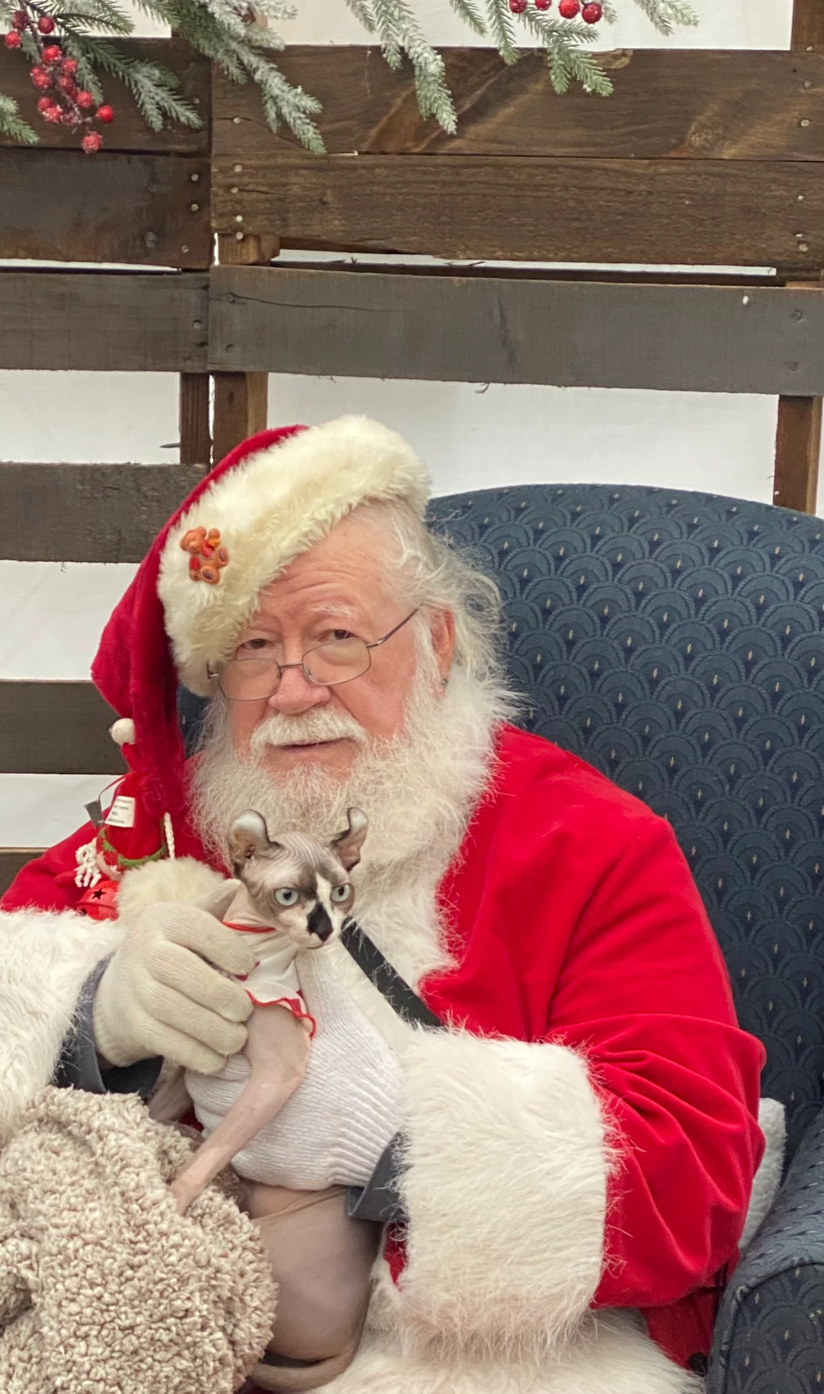 Elissa P.'s Sphynx cat