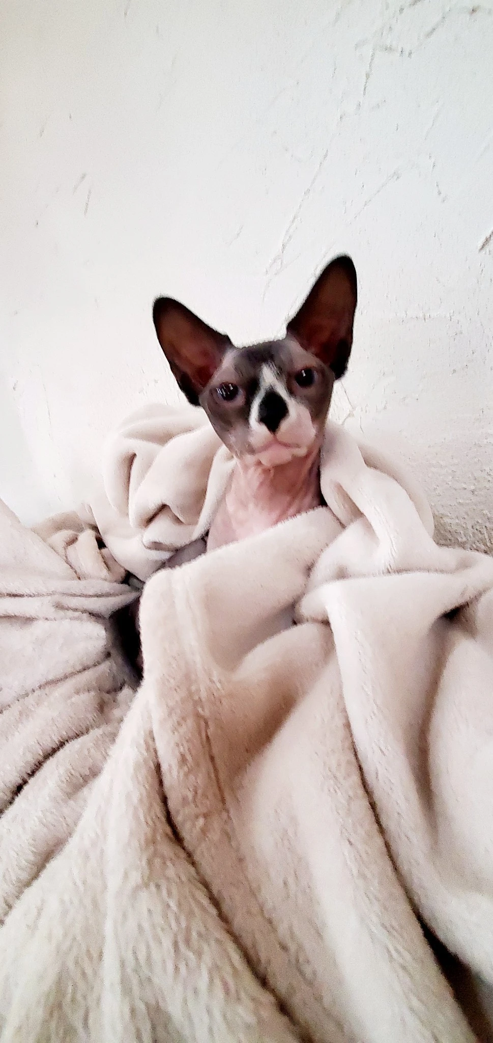 Jessey H.'s Sphynx cat