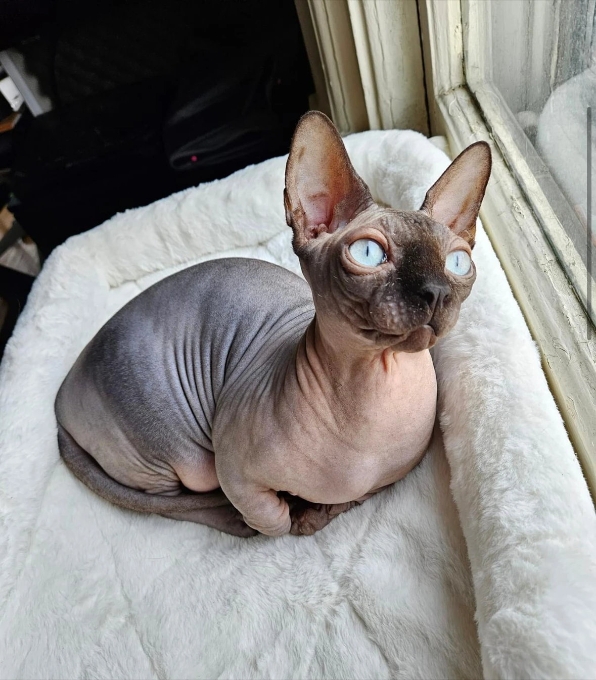 James H.'s Sphynx cat