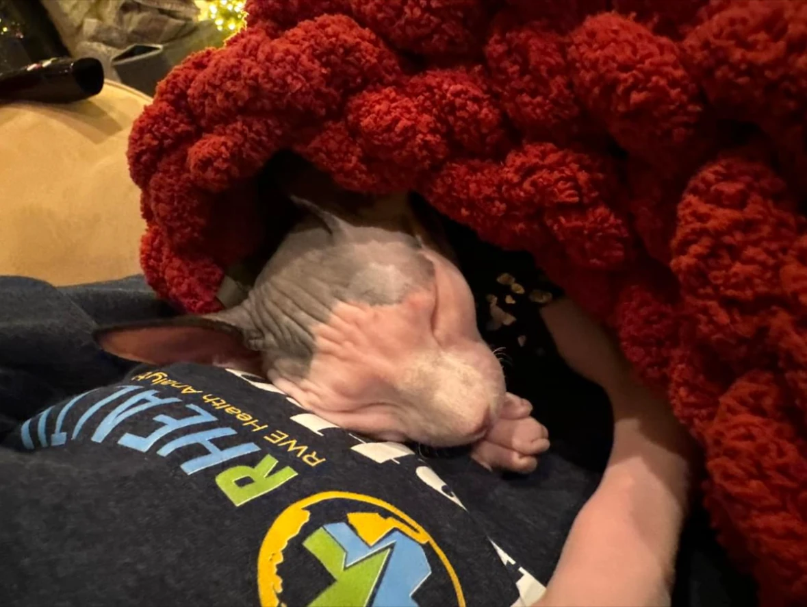 Jennifer M.'s Sphynx cat