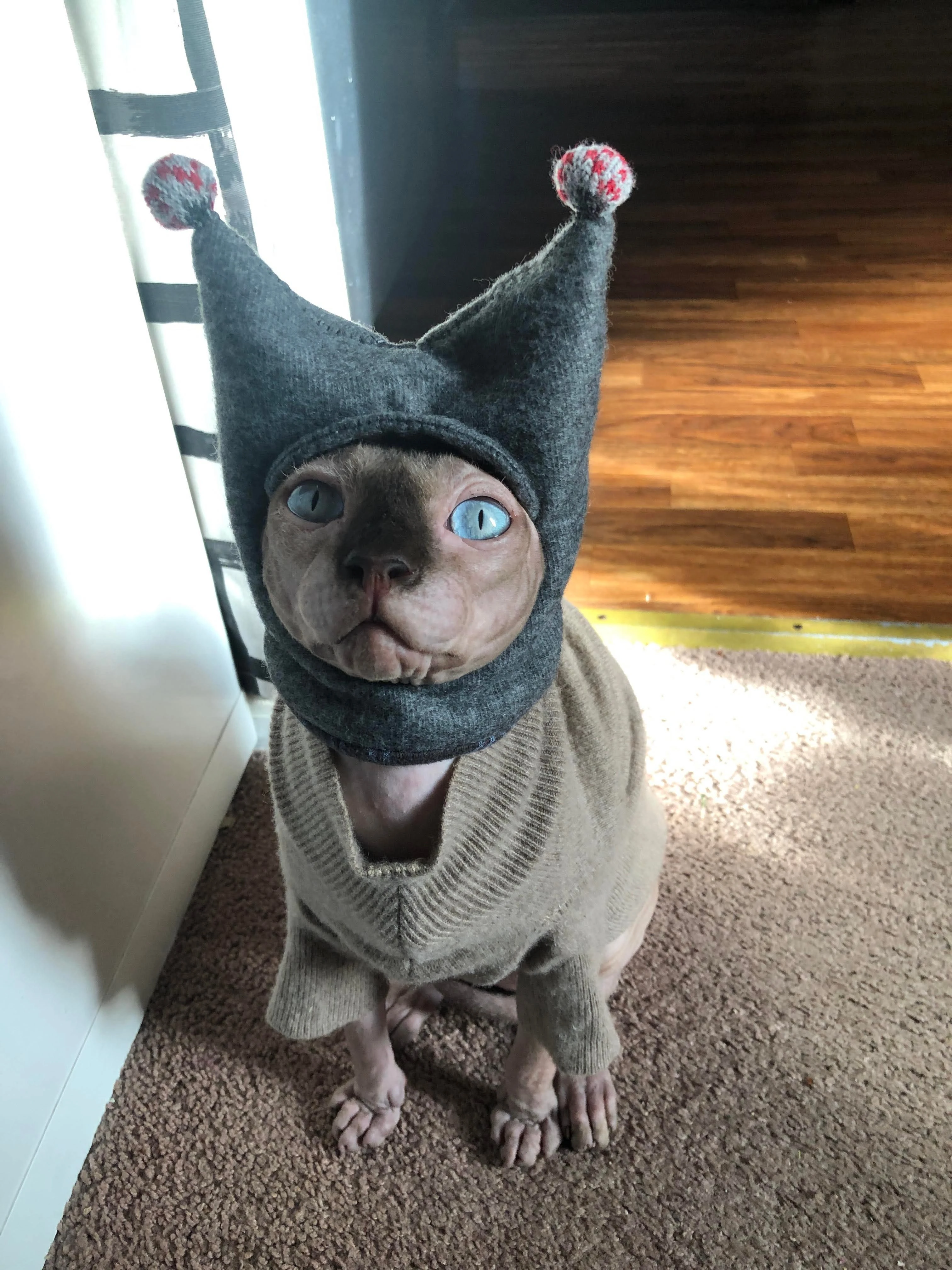 Manya K.'s Sphynx cat