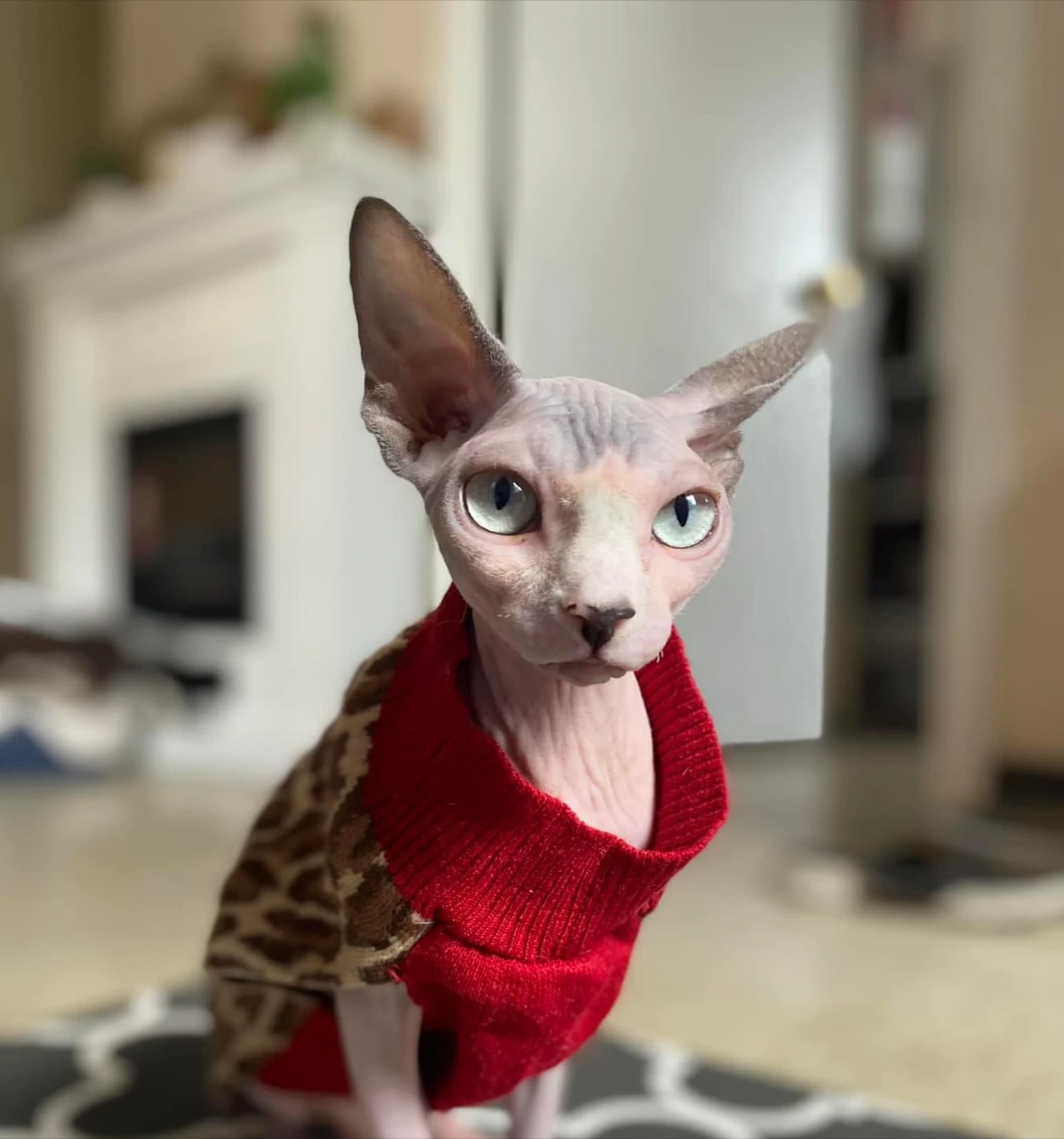 Paula Y.'s Sphynx cat