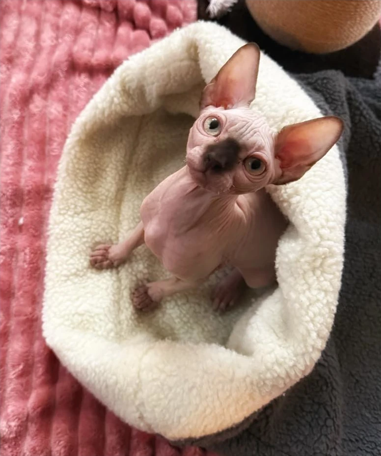 Rachel G.'s Sphynx cat