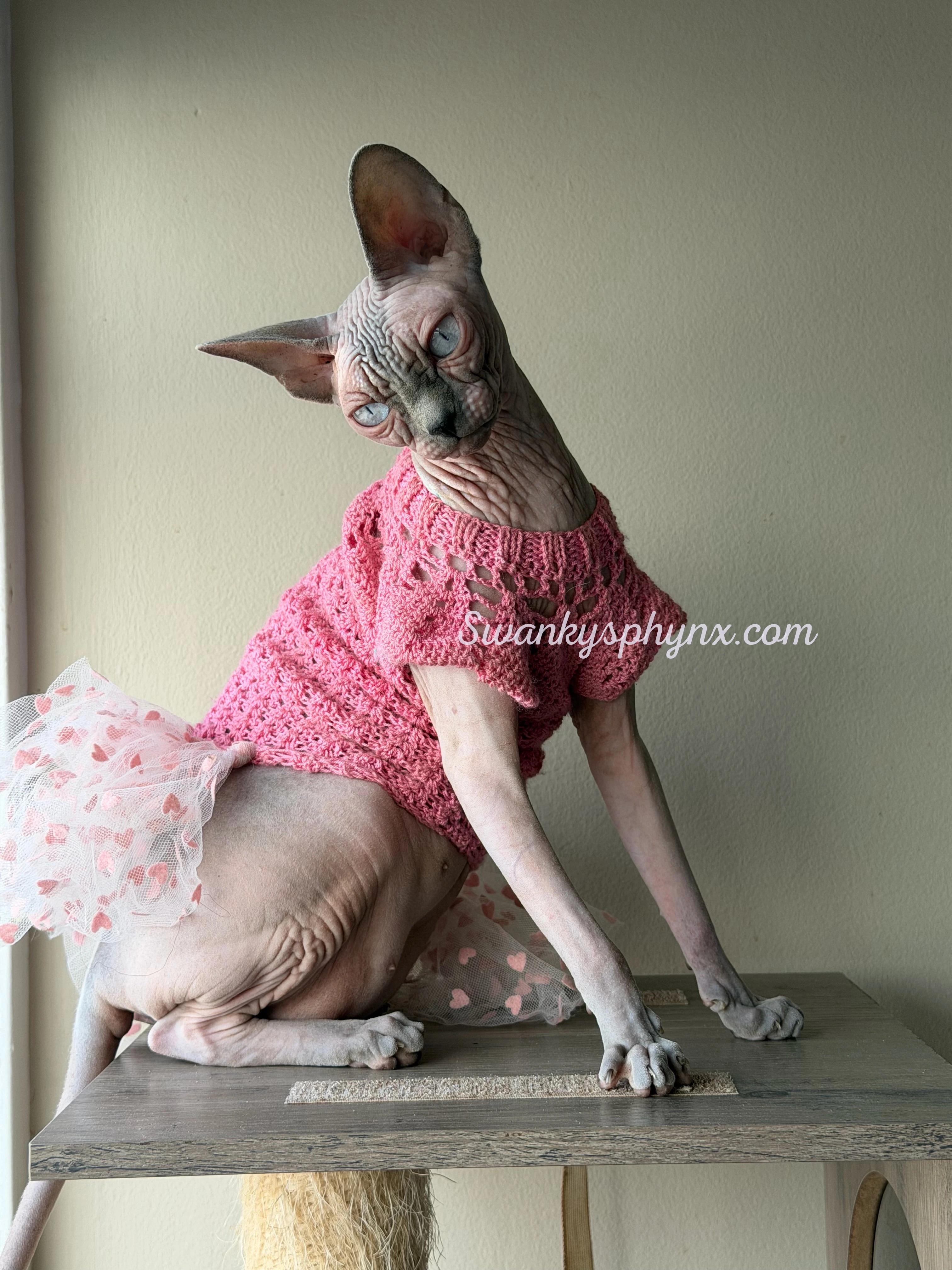 Blue Point Sphynx kitten for sale - Girl - TICA registered with health guarantee